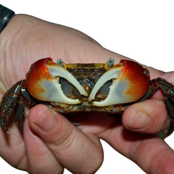 RivoGeo Chiromantes Haematocheir Crab (Chiromantes haematocheir)