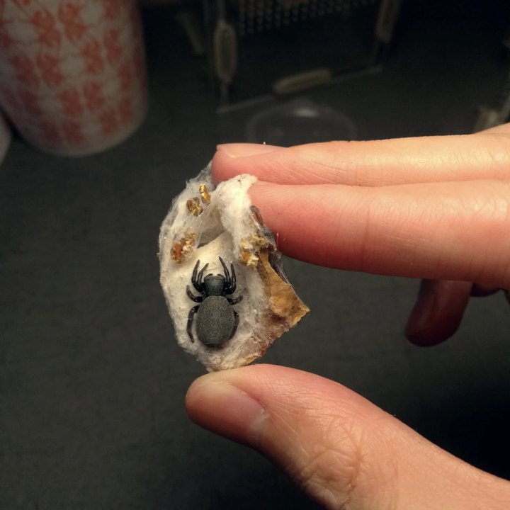 Ladybird Spider\Velvet Spider