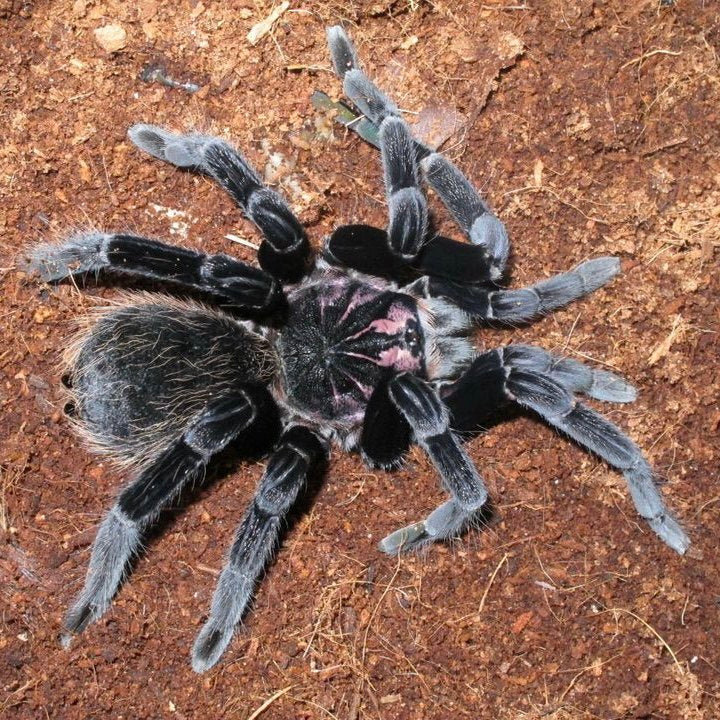 Colombian Lesserblack Tarantula (Xenesthis immanis)