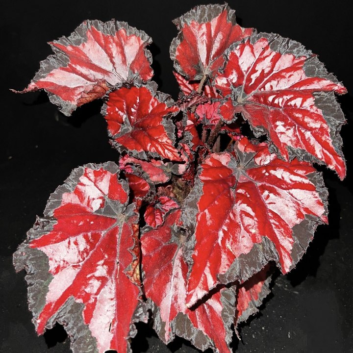 Begonia Rex 'Red Kiss'