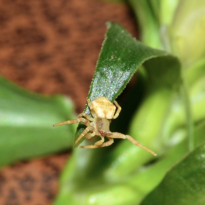 Masked Crab Spider (Thomisus labefactus )