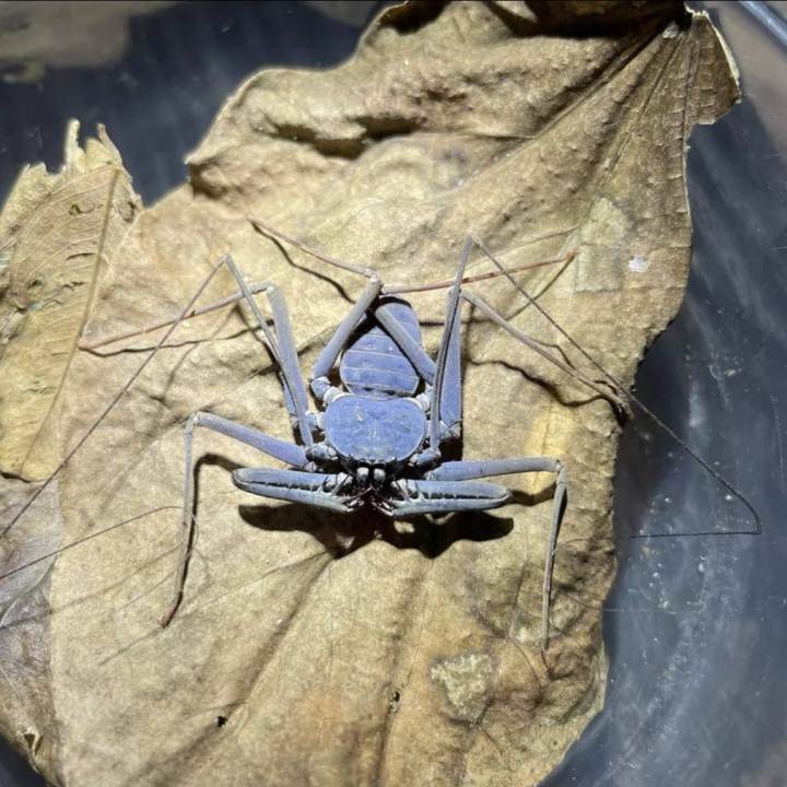 South China Whip Spider (Weygoldtia hainanensis)