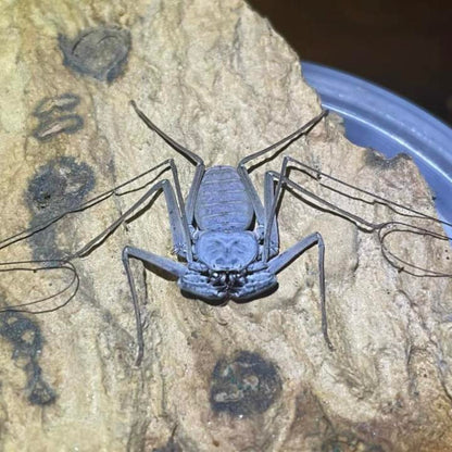 South China Whip Spider （Weygoldtia hainanensis）