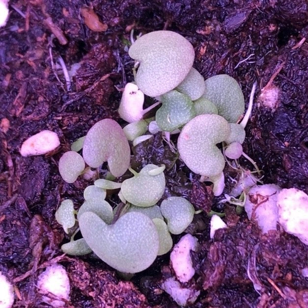 Hearts Bladderwort (Utricularia nephrophylla x geminiloba)