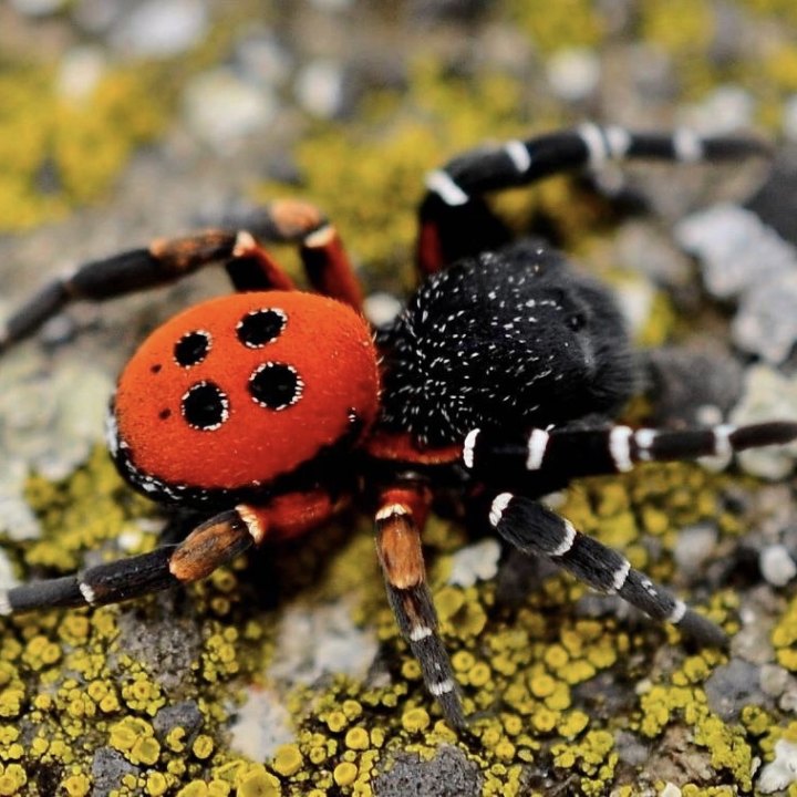 Ladybird Spider\Velvet Spider
