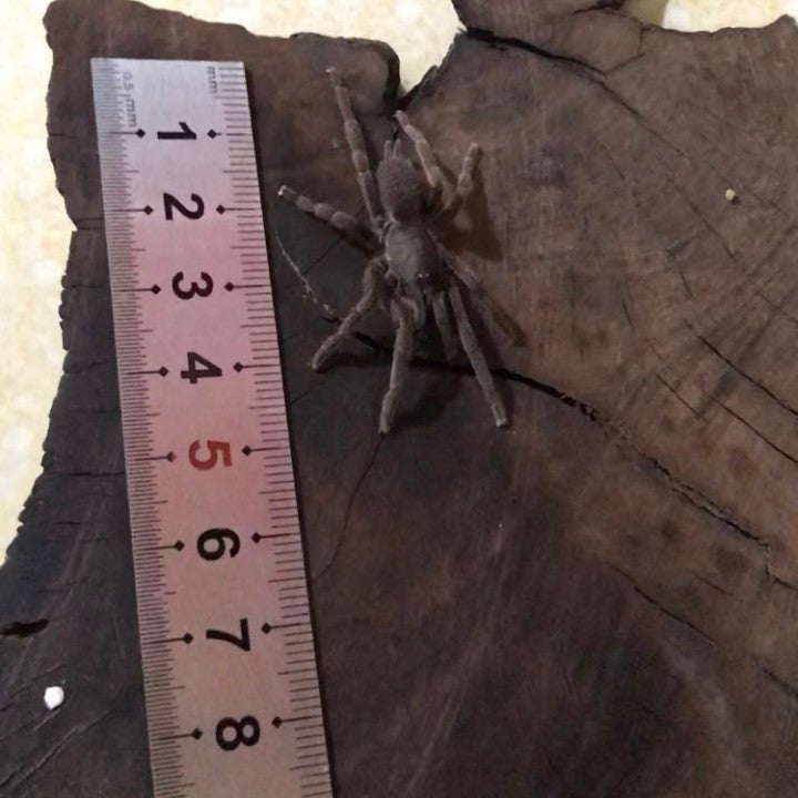 Fire Tarantula (Phlogiellus xinping)