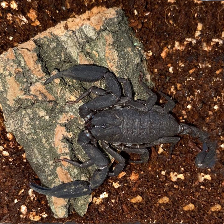 Vietnamese flat rock scorpion (Euscorpiops vachoni)