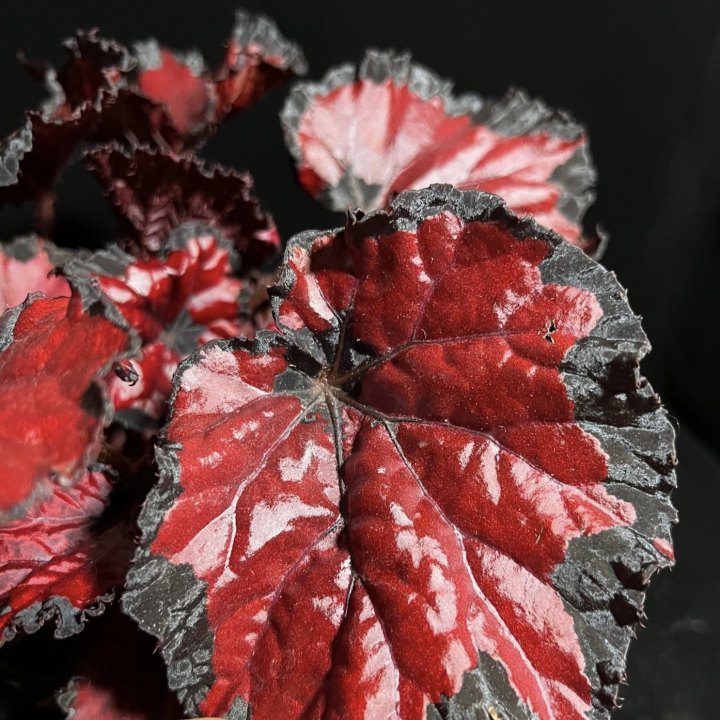 Begonia Rex 'Red Kiss'