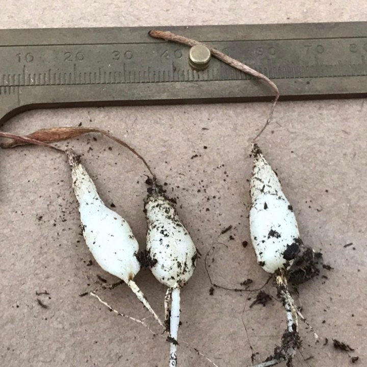 Slug Spring Grass (Albuca dilucula)