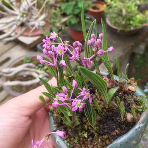 Ledebouria cooperi