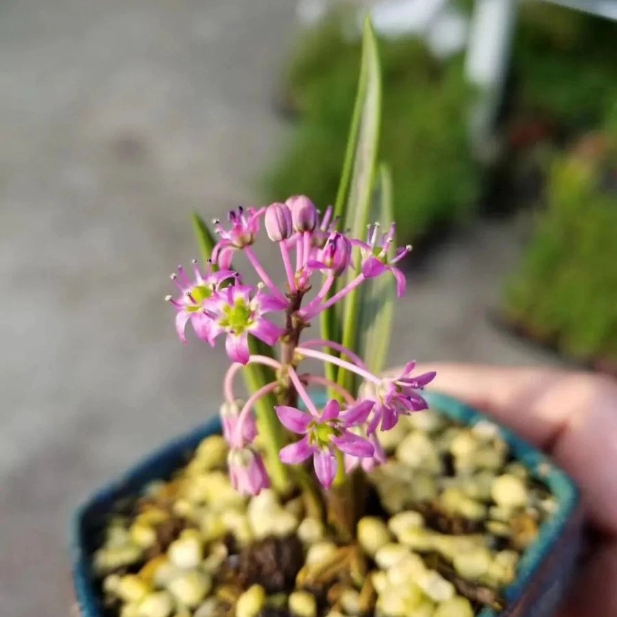 Ledebouria cooperi