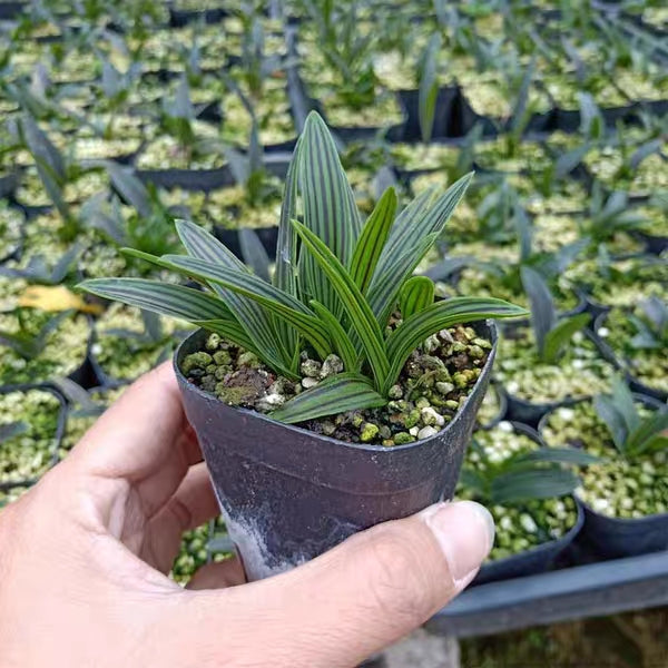 Ledebouria cooperi