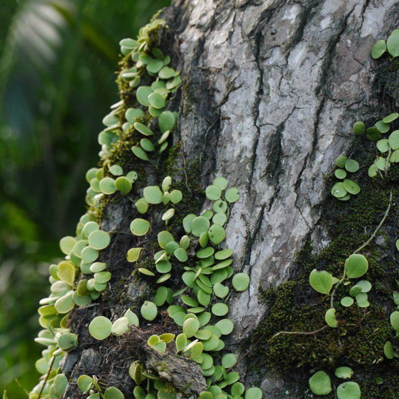 Lemmaphyllum microphyllum