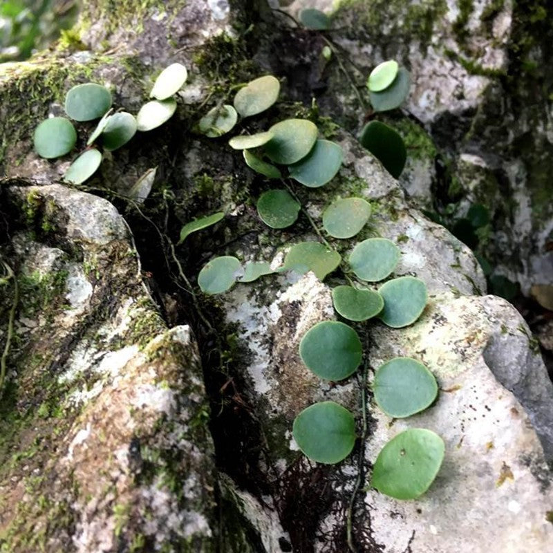 Lemmaphyllum microphyllum