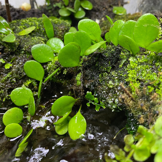 Lemmaphyllum microphyllum