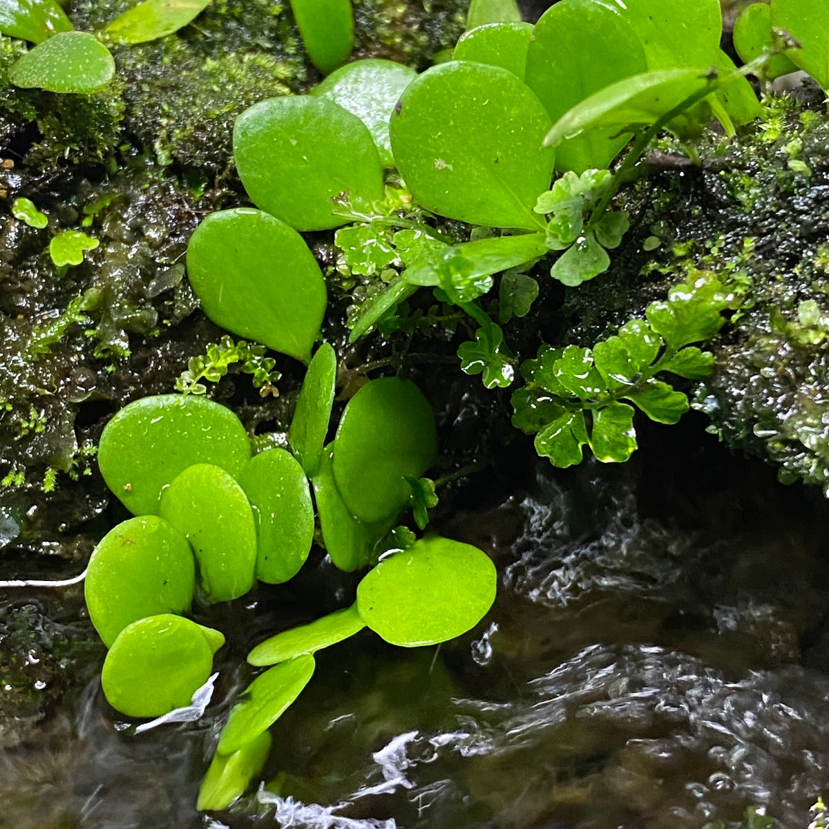 Lemmaphyllum microphyllum