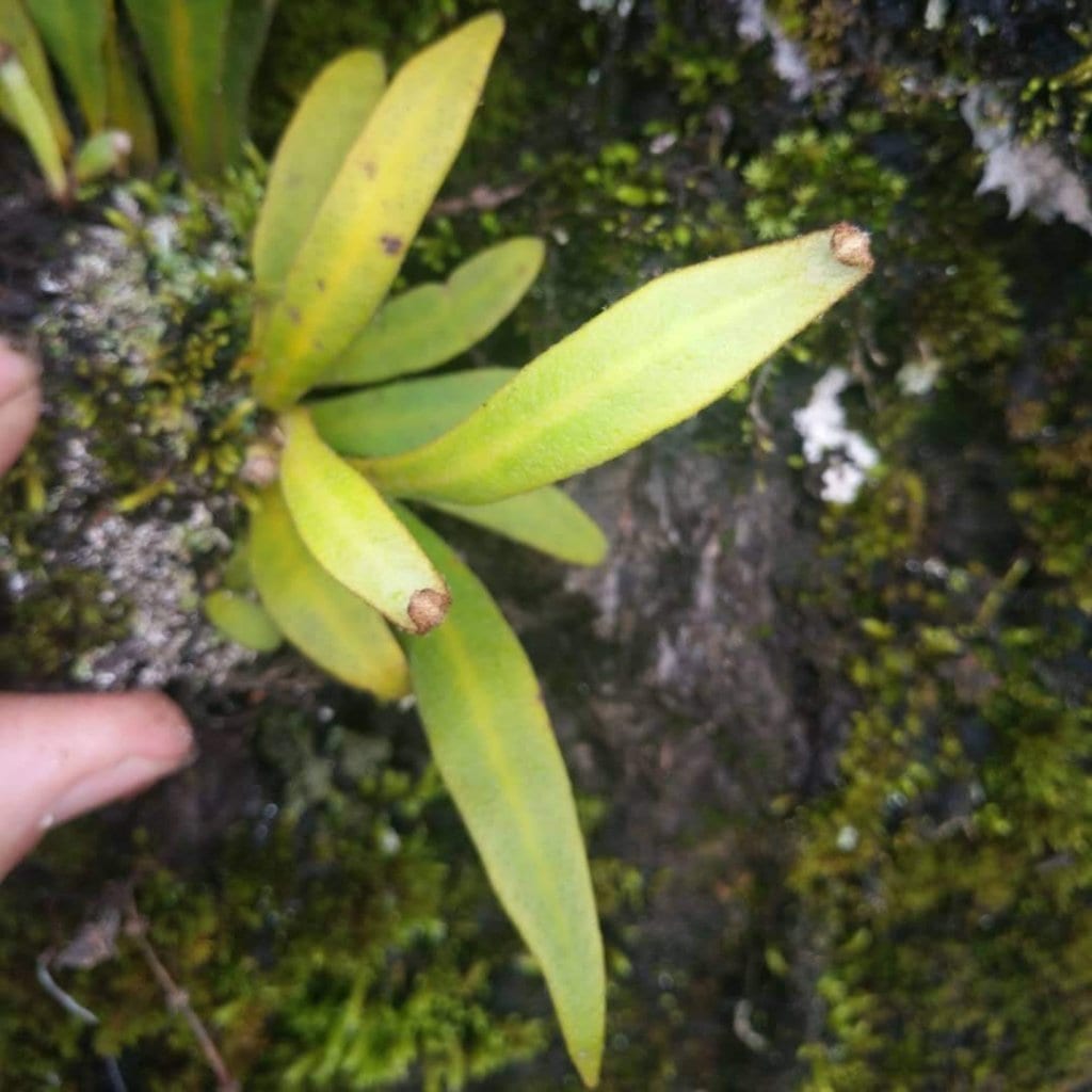 Lemmaphyllum sp.