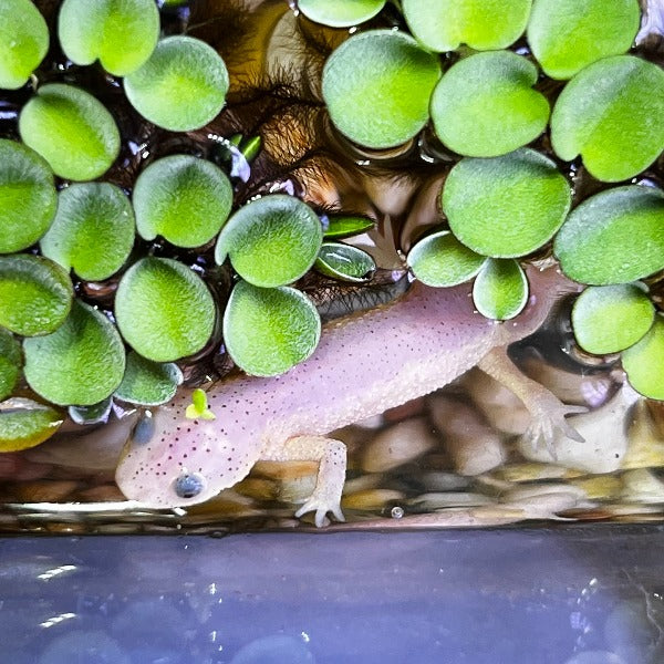 Leucistic Spanish Ribbed Newt ( Pleurodeles waltl )