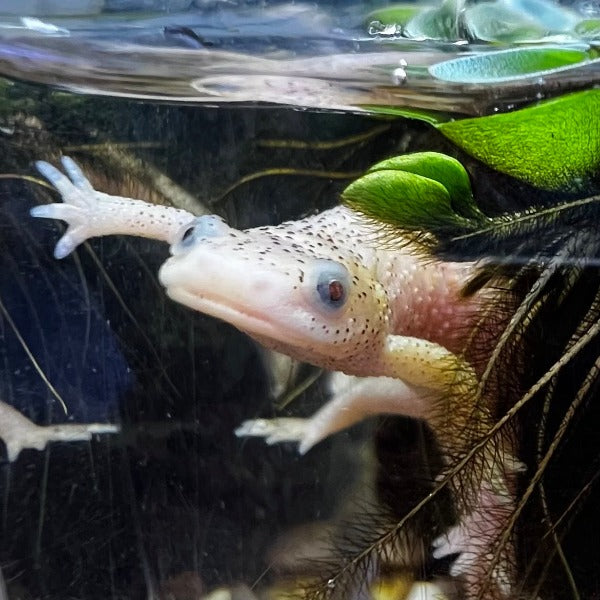 Leucistic Spanish Ribbed Newt ( Pleurodeles waltl )