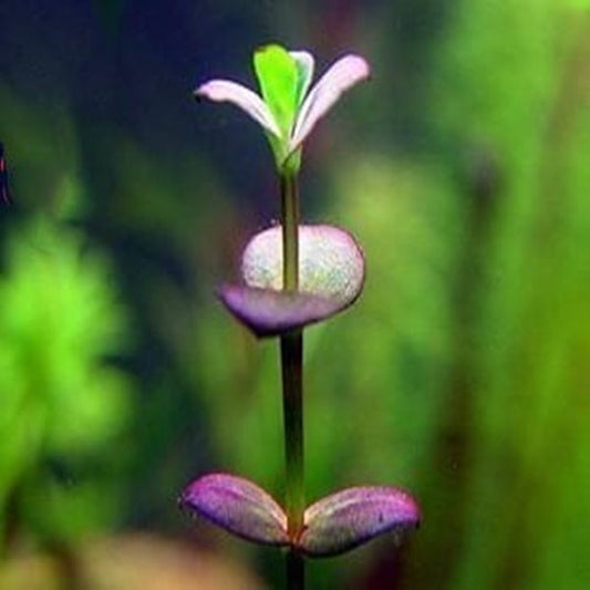 Lindernia sp. ‘India’ (Indian lindernia)