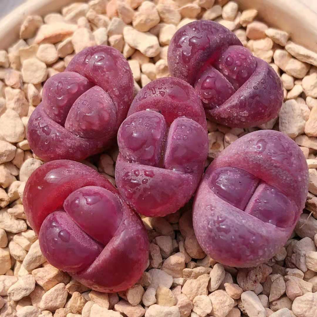 Living Stones （Lithops optica ‘Rubra’）