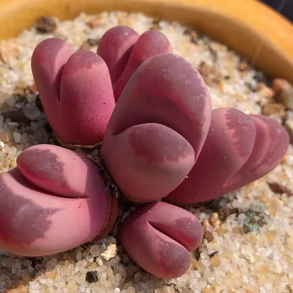 Living Stones （Lithops optica ‘Rubra’）