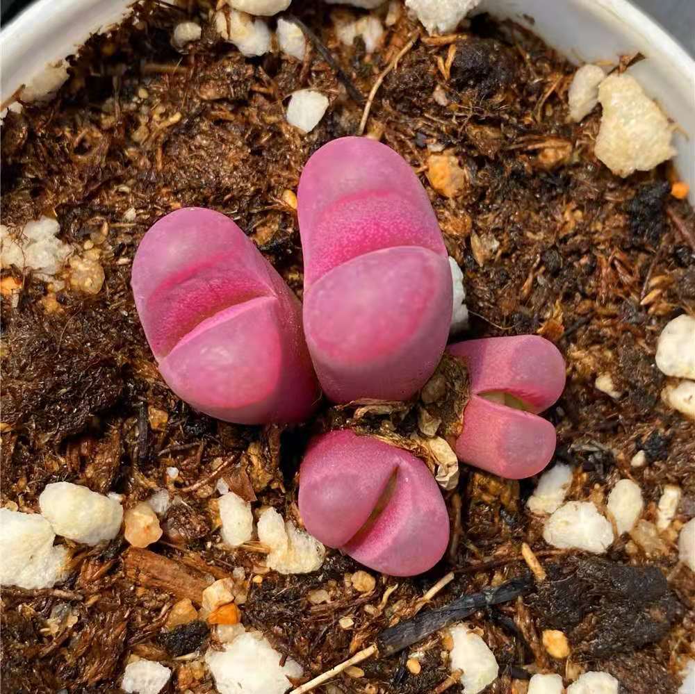 Living Stones （Lithops optica ‘Rubra’）