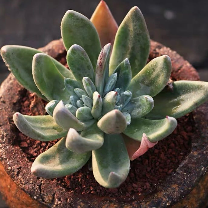 live forever plant succulent Live-forever (Dudleya campanulata)