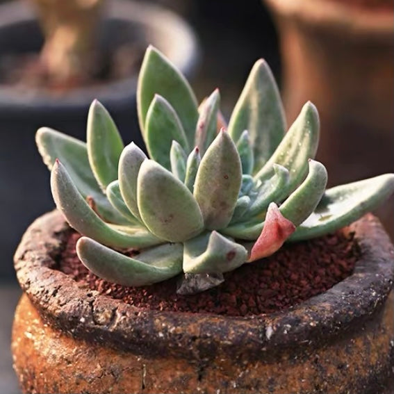 Live-forever (Dudleya campanulata)