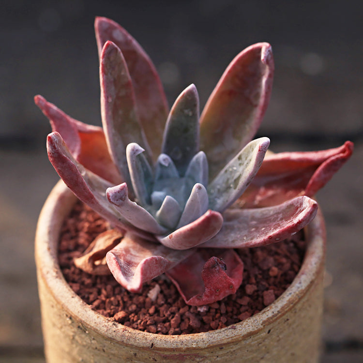 Live-forever (Dudleya campanulata)