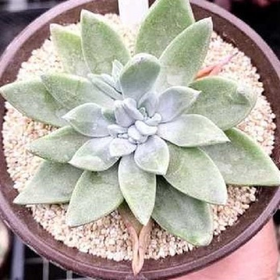 Live-forever (Dudleya campanulata)