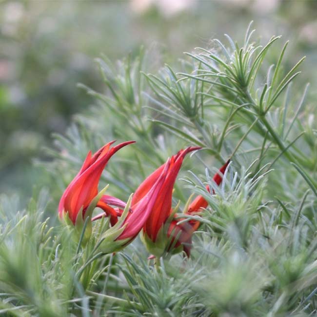 Lotus berthelotii
