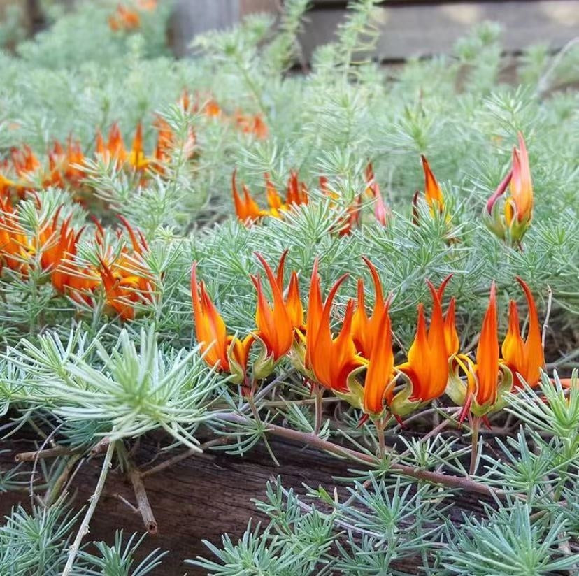 Lotus berthelotii