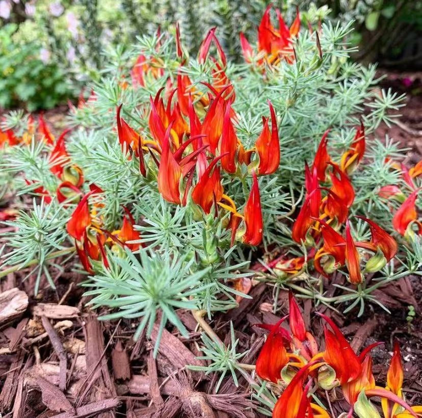 Lotus berthelotii