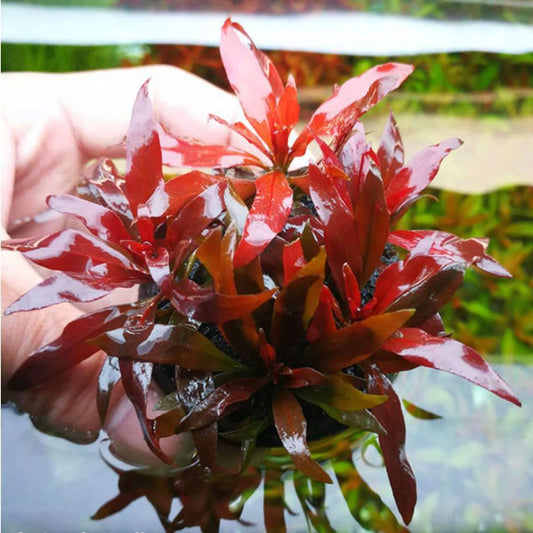 Ludwigia perennis