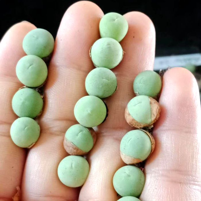 Mabel Buttons