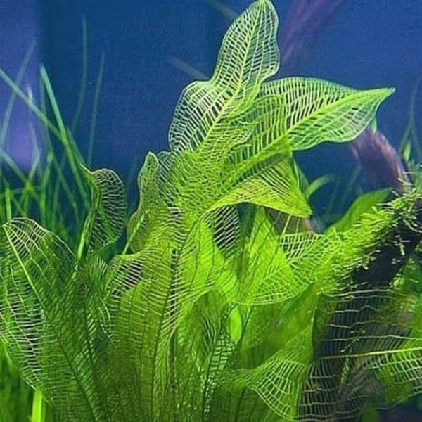 Madagascar Laceleaf (Aponogeton madagascariensis)