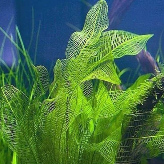 Madagascar Laceleaf (Aponogeton madagascariensis)