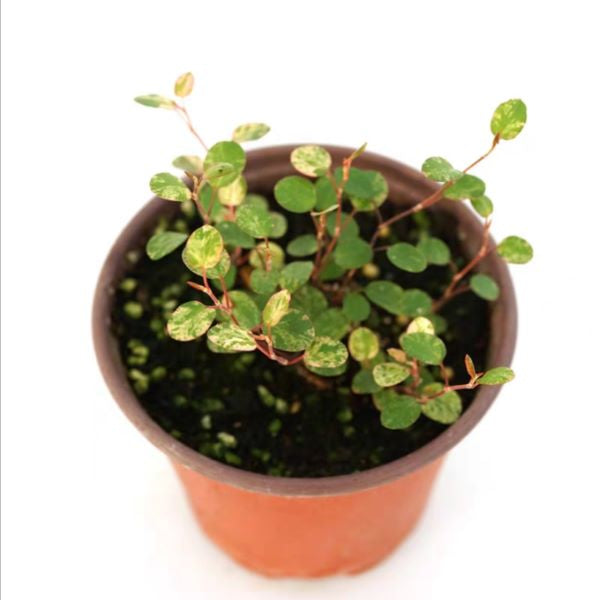 Maidenhair Vine ( Muehlenbeckia complexa ' Spotlight ' )