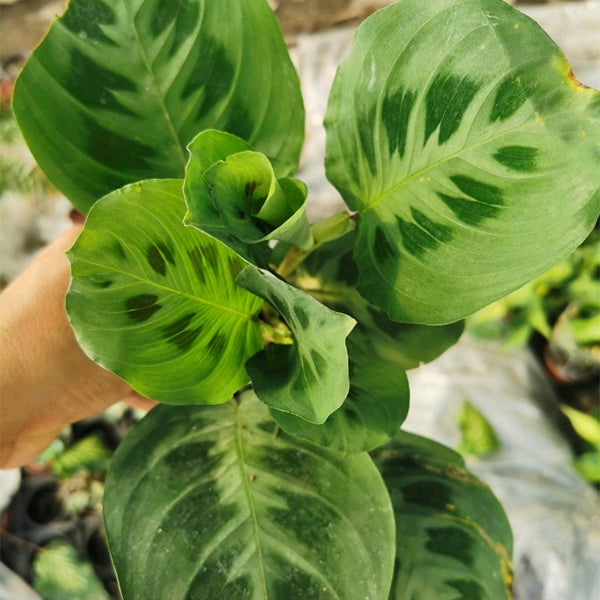 Maranta Leuconeura