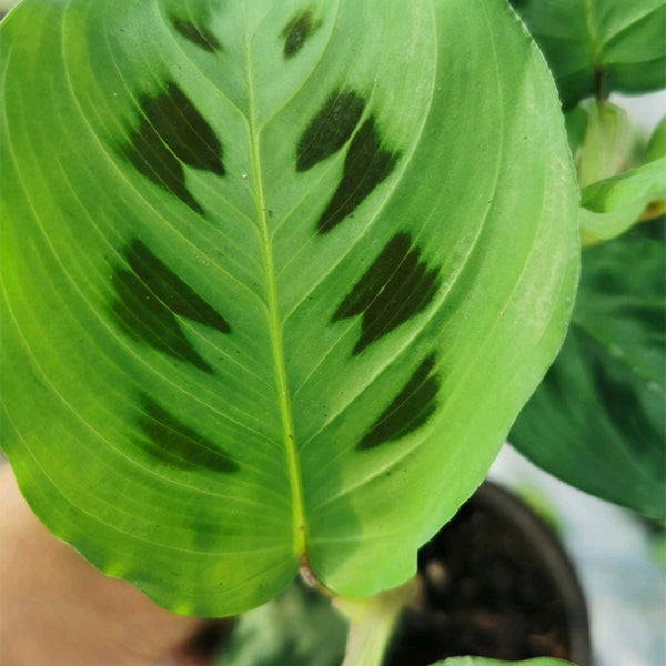 Maranta Leuconeura