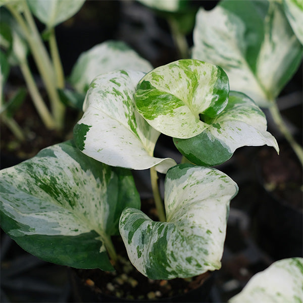 Pothos "Marble Queen"