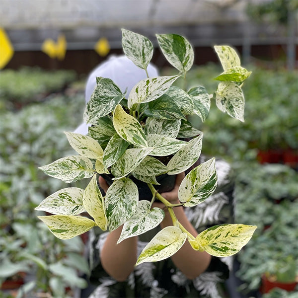 Pothos "Marble Queen"