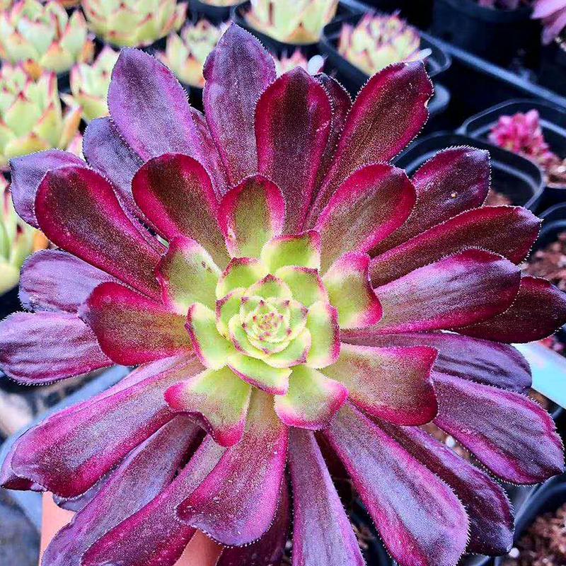 Mardi Gras(Aeonium)