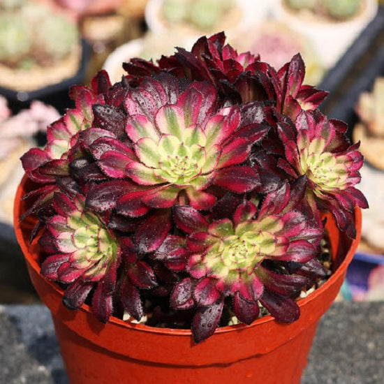 Mardi Gras(Aeonium)