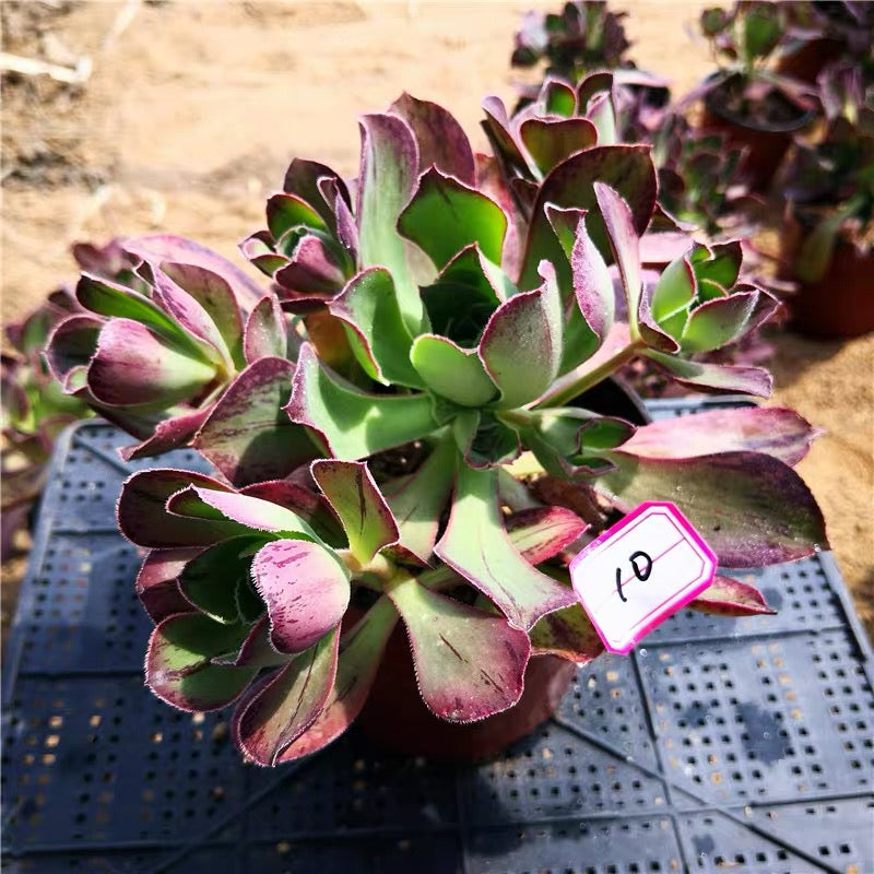 Marnier Lapostolle(Aeonium)