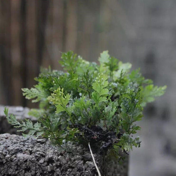 Mecodium Badium
