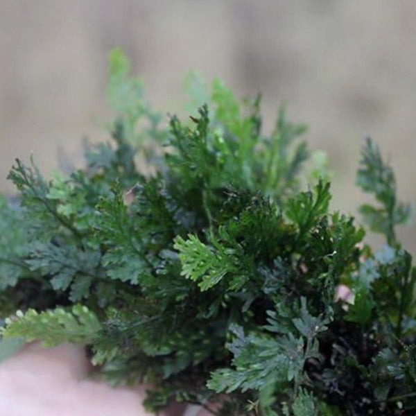 Mecodium Badium