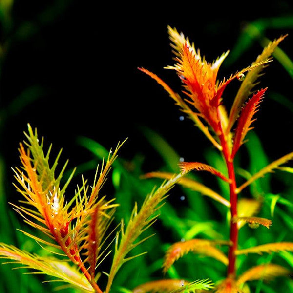 Mermaid Weed (Proserpinaca palustris)