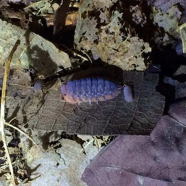'Red Head' Isopods (Merulanella sp.)